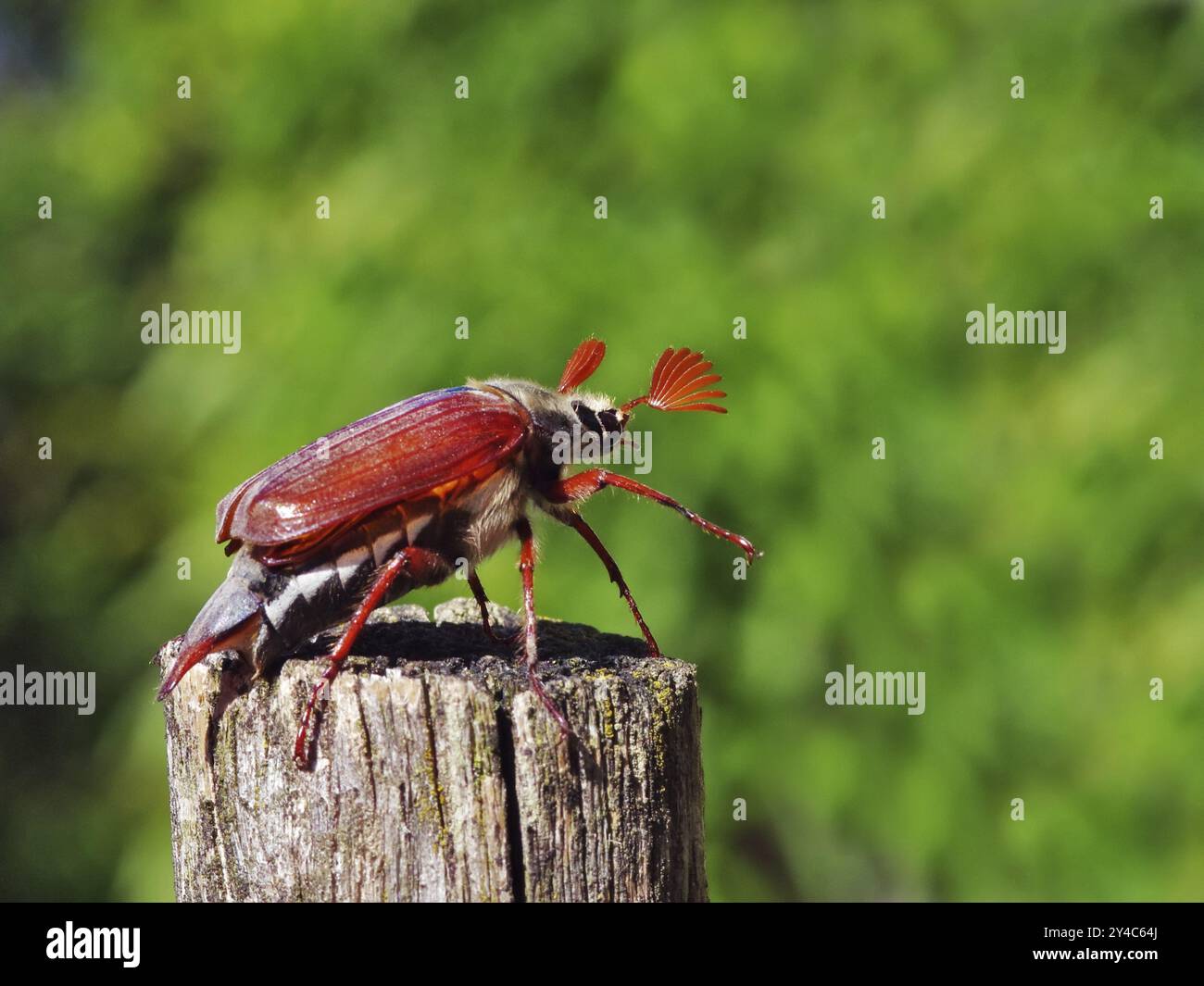 Cockchafer vor dem Start Stockfoto