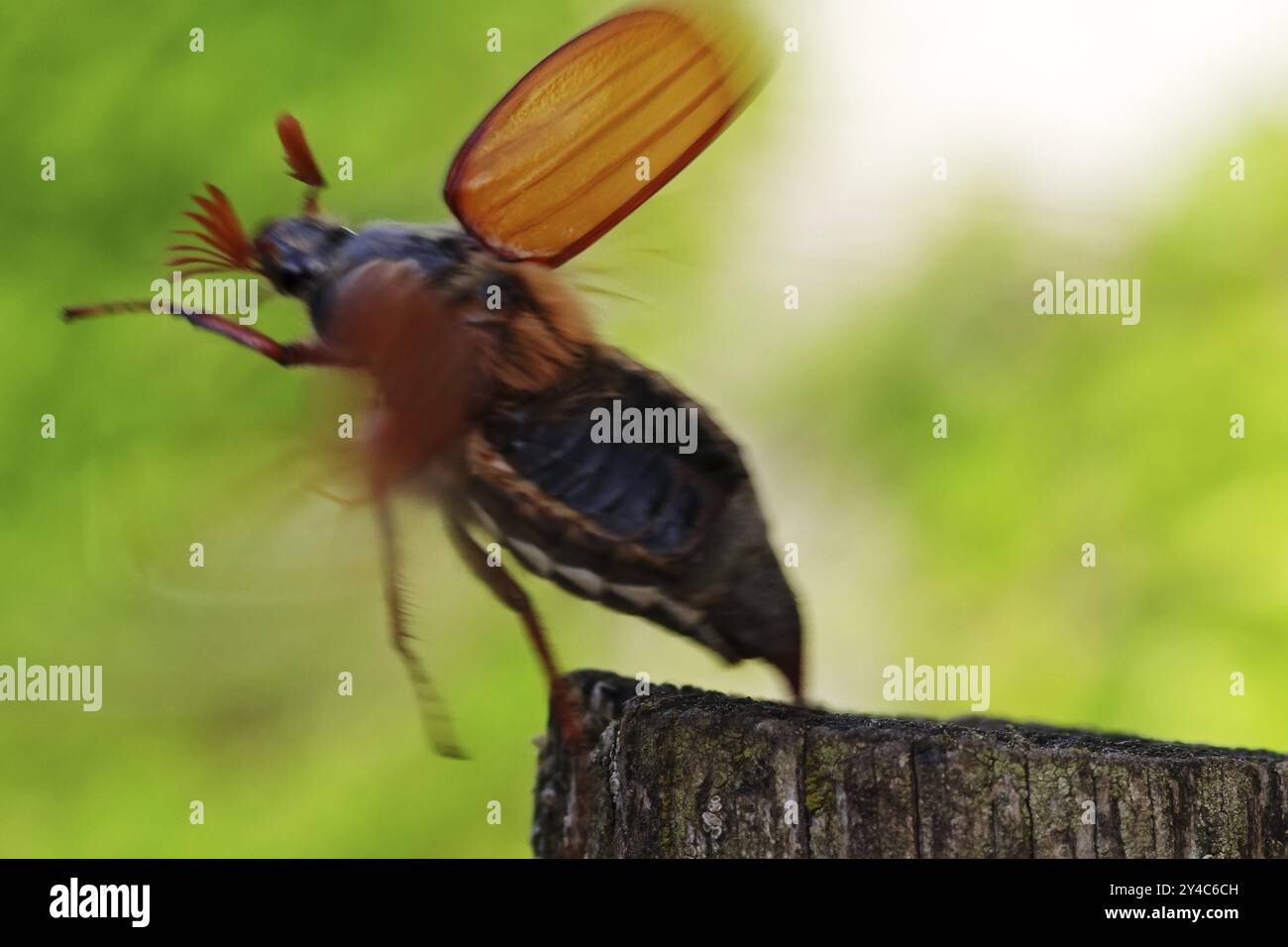 Maikäfer aus Stockfoto