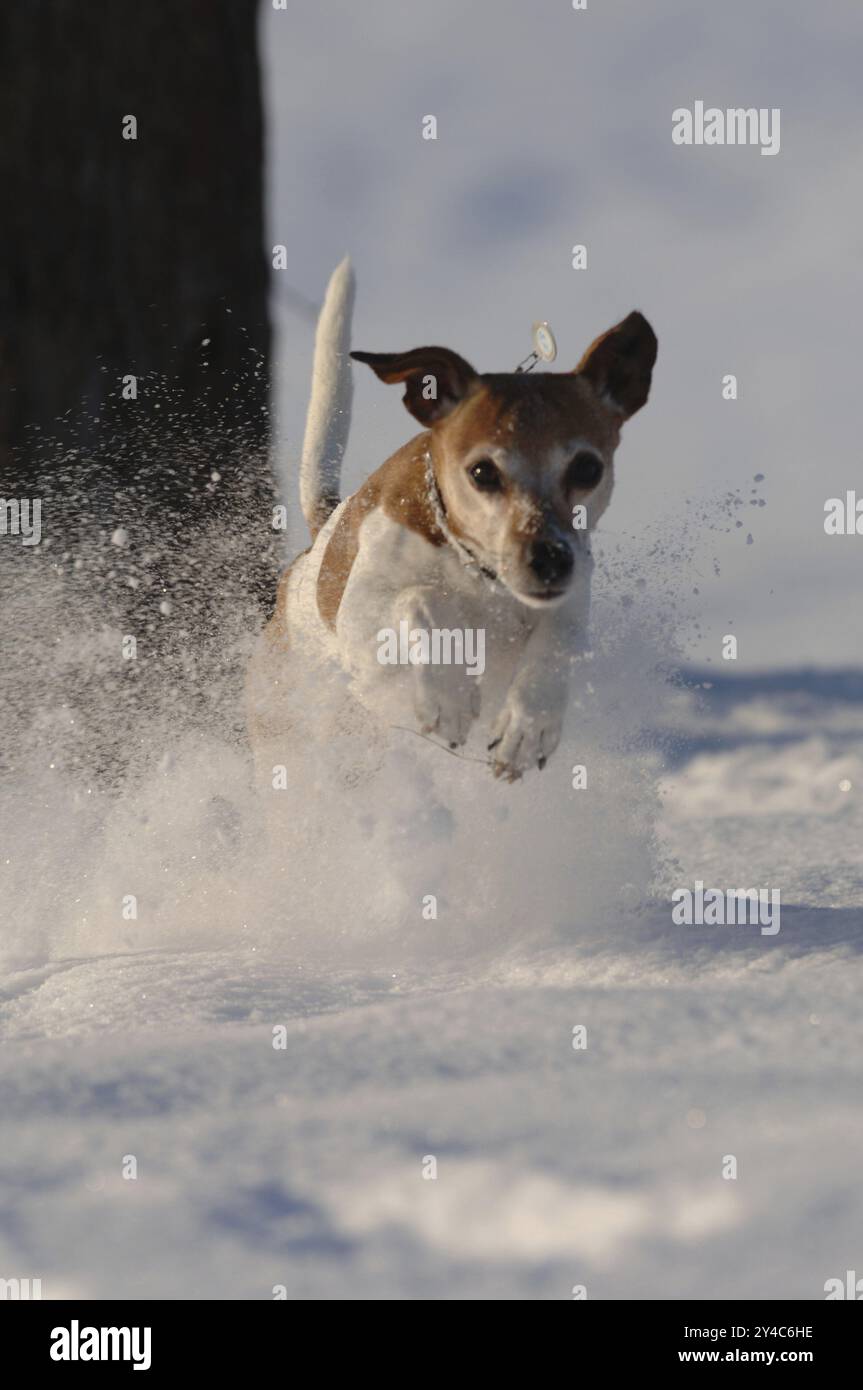 Jack Russell Terrier, männlicher Hund, alter Hund, springend, aufgewühlter Schnee, Action, Blick in die Kamera, fotogen, Kalenderbild, geeignet für Abdeckung p Stockfoto
