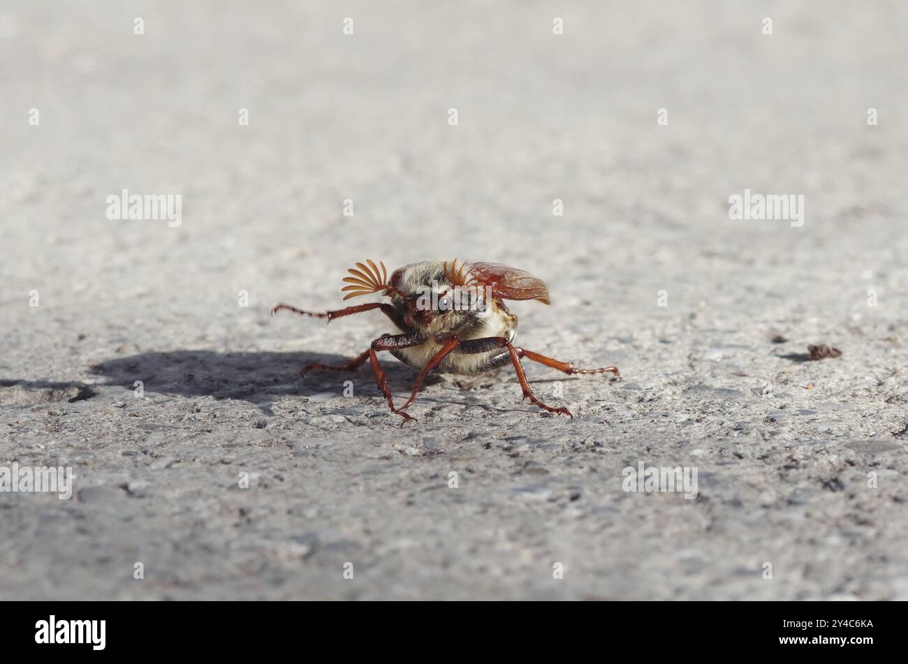 Cockchafer vor dem Start Stockfoto