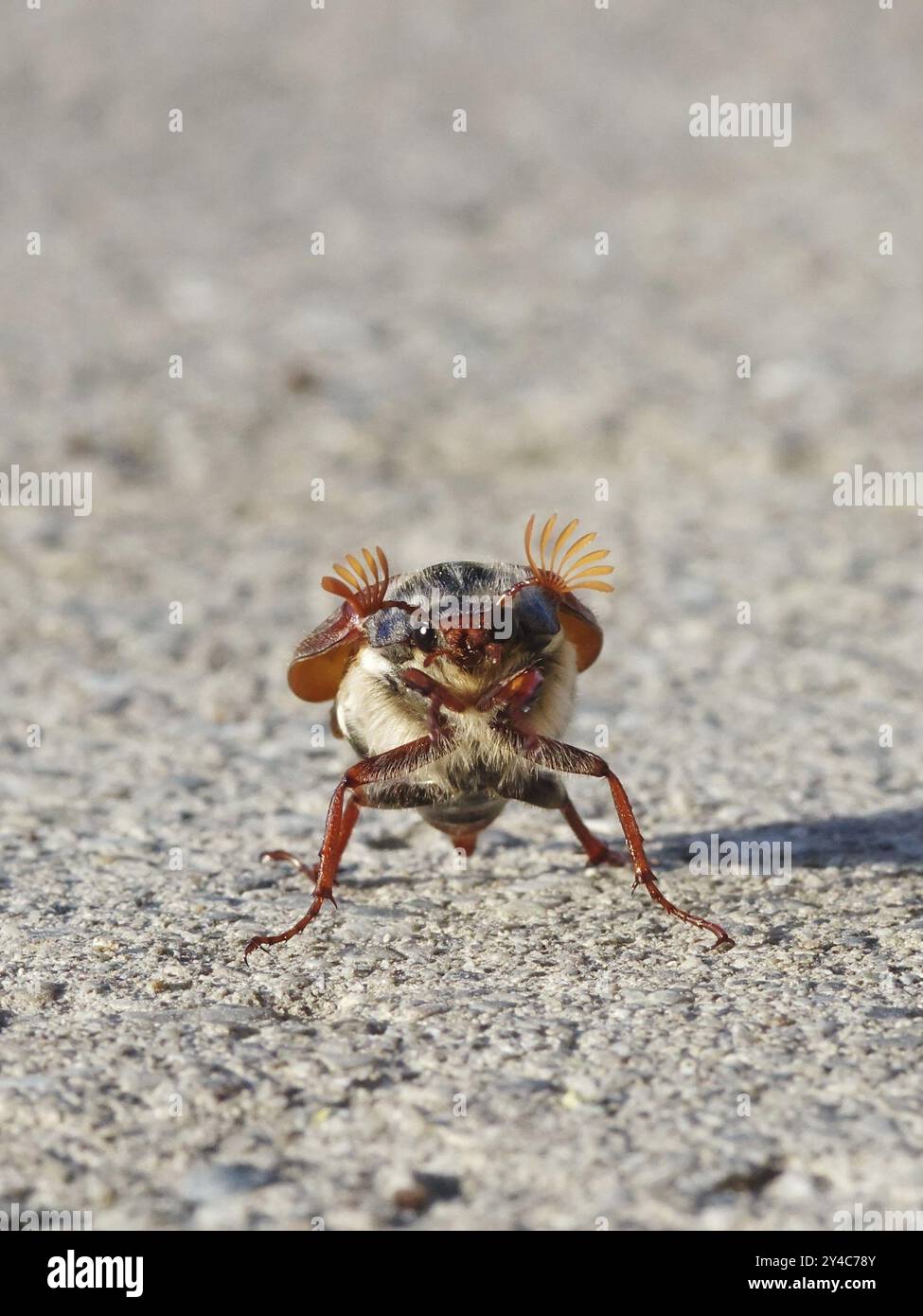 Tanzender Cockchafer vor dem Start Stockfoto