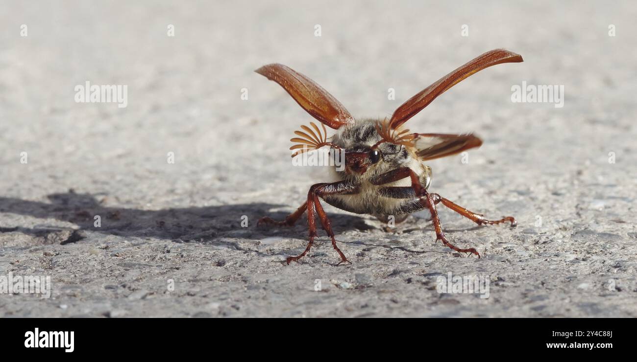 Cockchafer entfaltet seine Flügel vor dem Start Stockfoto