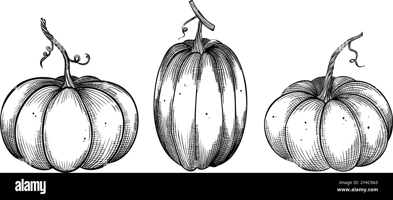 Kürbisvektorillustration. Lineare Zeichnung mit Kürbissen auf isoliertem Hintergrund. Schwarzes Ätzen von Herbstgemüse für Erntefeste oder Thanksgiving-Einladungen oder Grußkarten. Stock Vektor