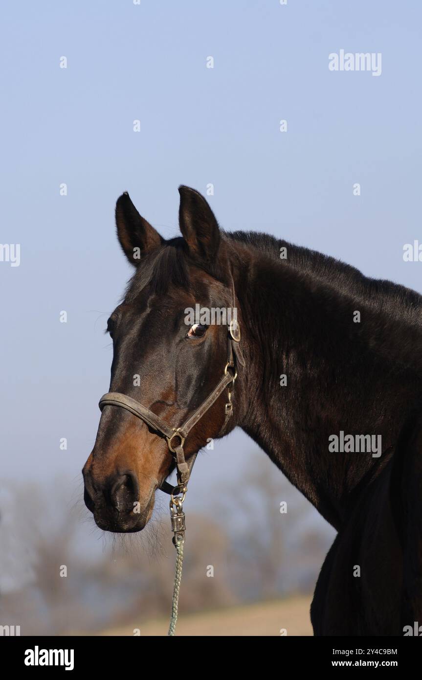 Tschechisches Warmblut, dunkelbraun mit Lederhalter Stockfoto