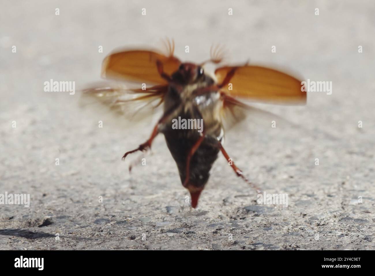 Maikäfer aus Stockfoto