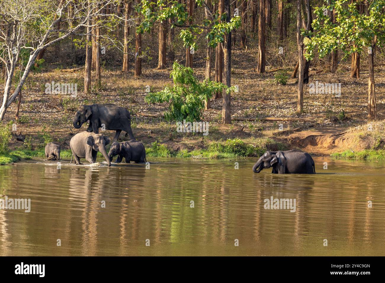 Familie der wilden Elefanten, die in einem Teich im Nagarhole National Park (Indien) baden Stockfoto