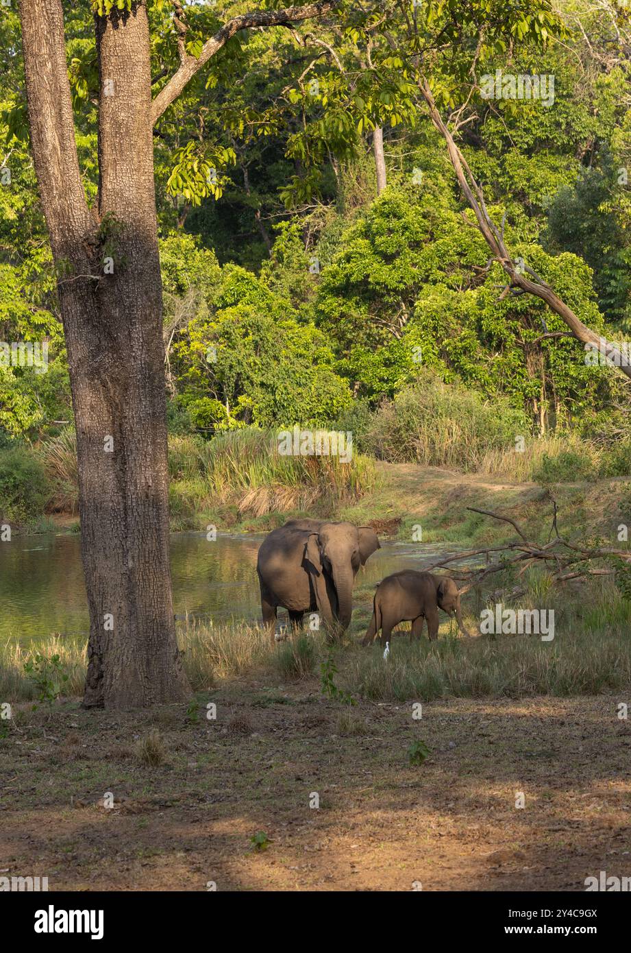 Elefantenmutter und Baby fotografiert im Nagarhole National Park (Indien) Stockfoto