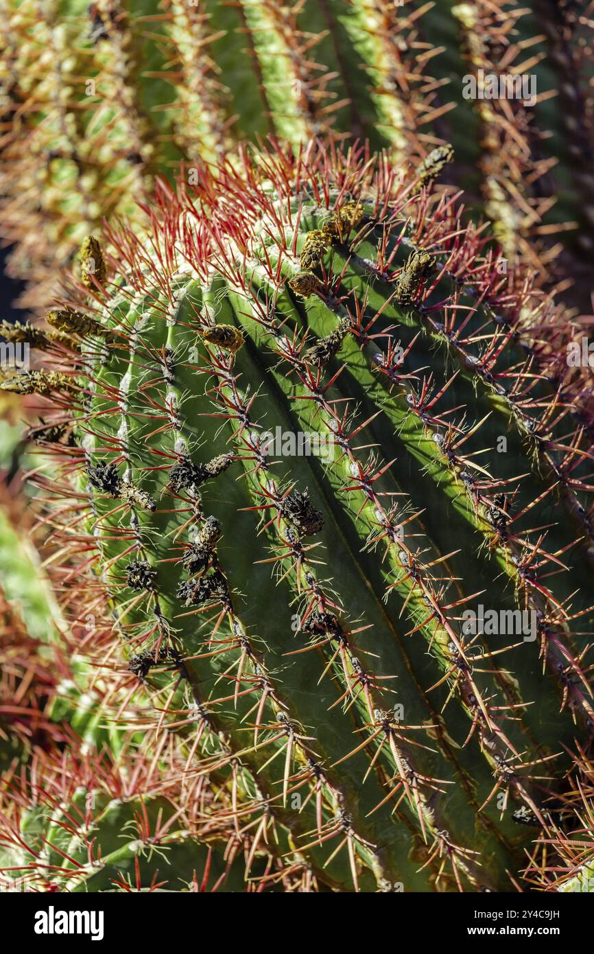 Mexikanischer Kaktus Ferocactus pilosus Stockfoto