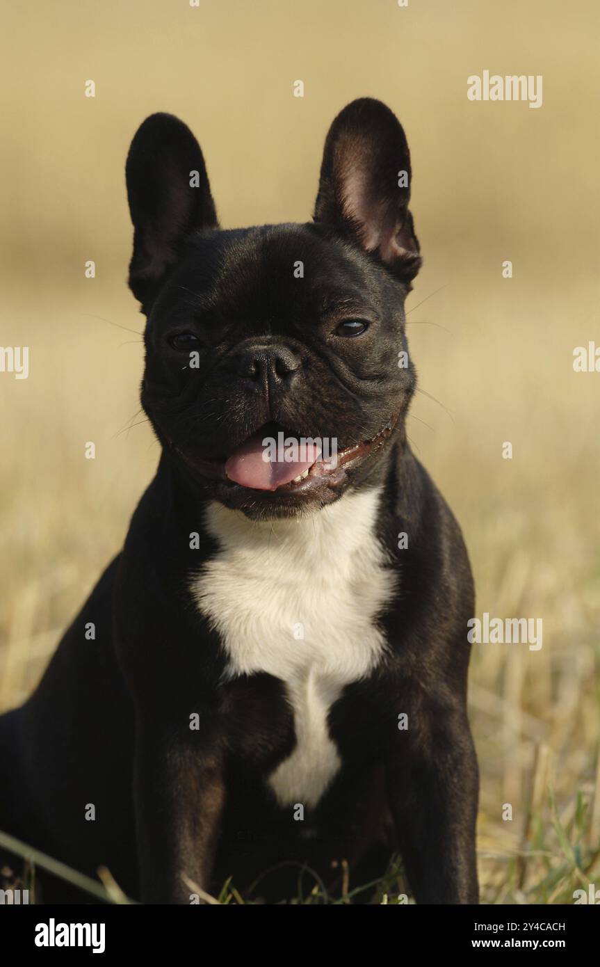 Französische Bulldogge, schwarz-weiß, weiblich Stockfoto