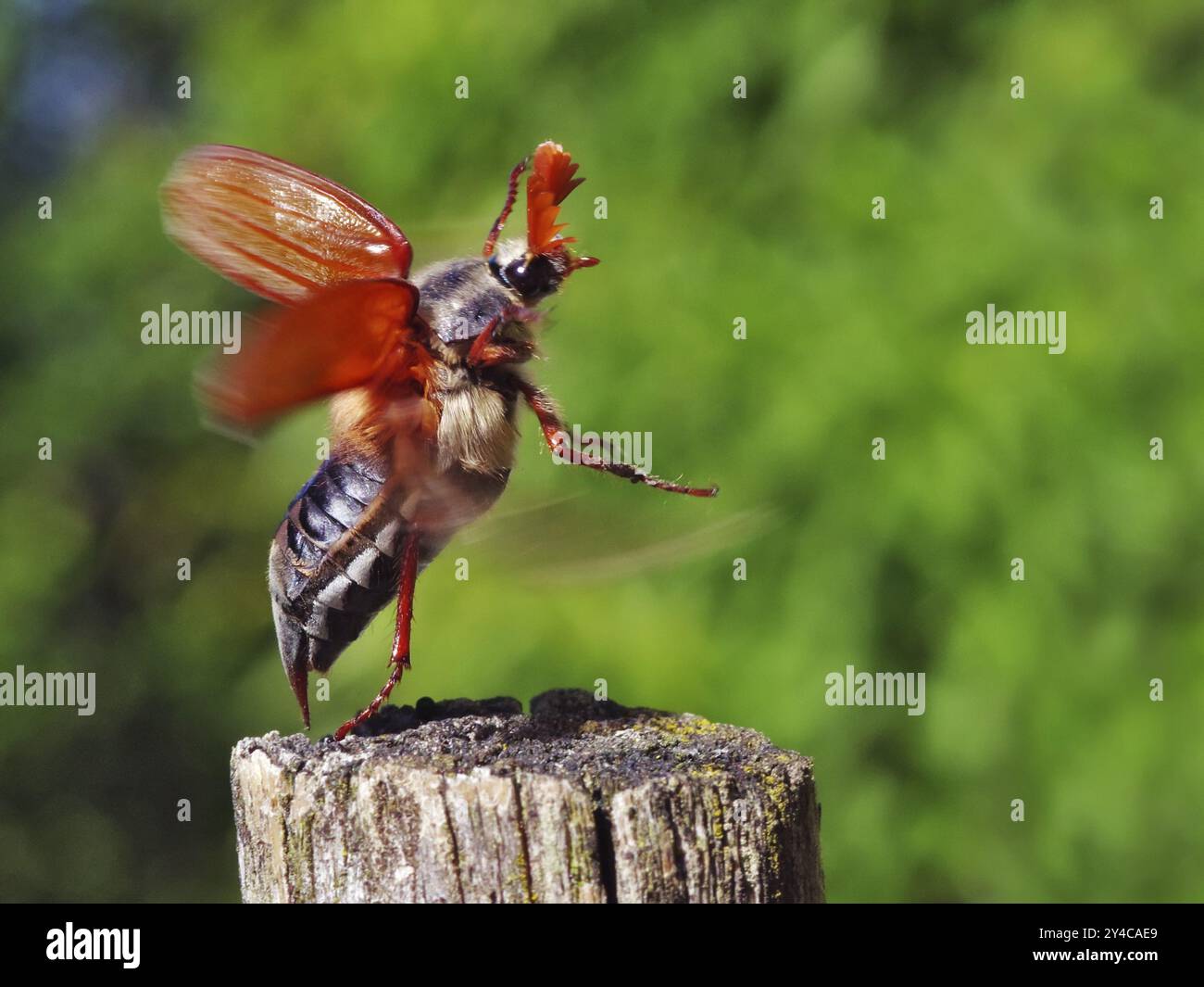 Maikäfer aus Stockfoto