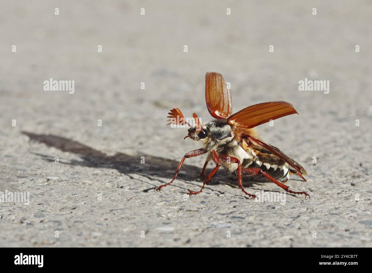 Cockchafer entfaltet seine Flügel vor dem Start Stockfoto