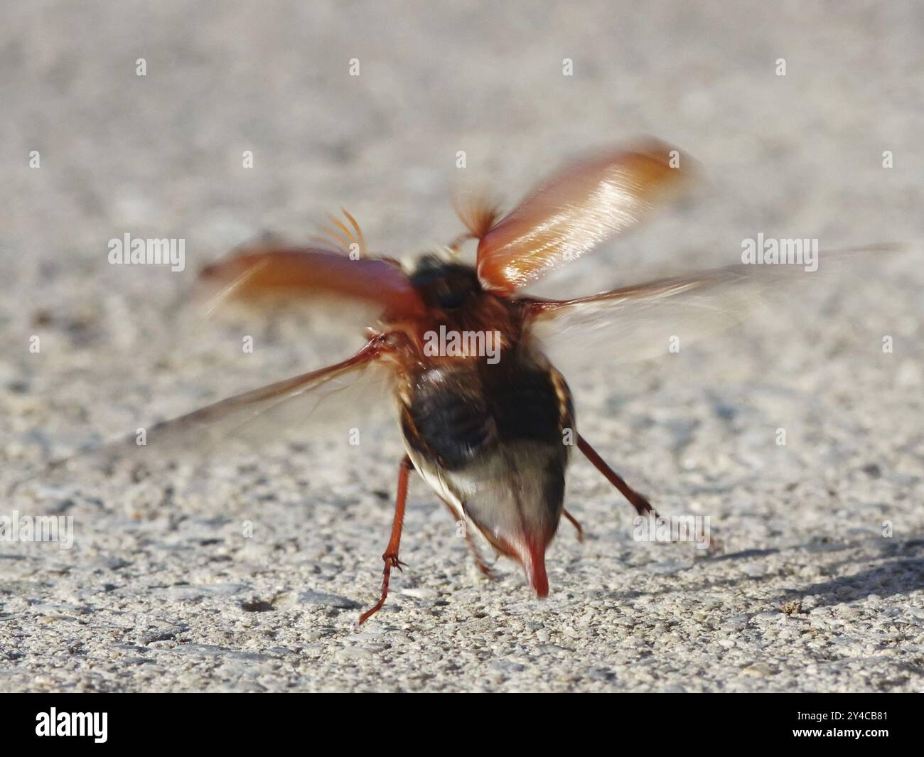 Maikäfer aus Stockfoto