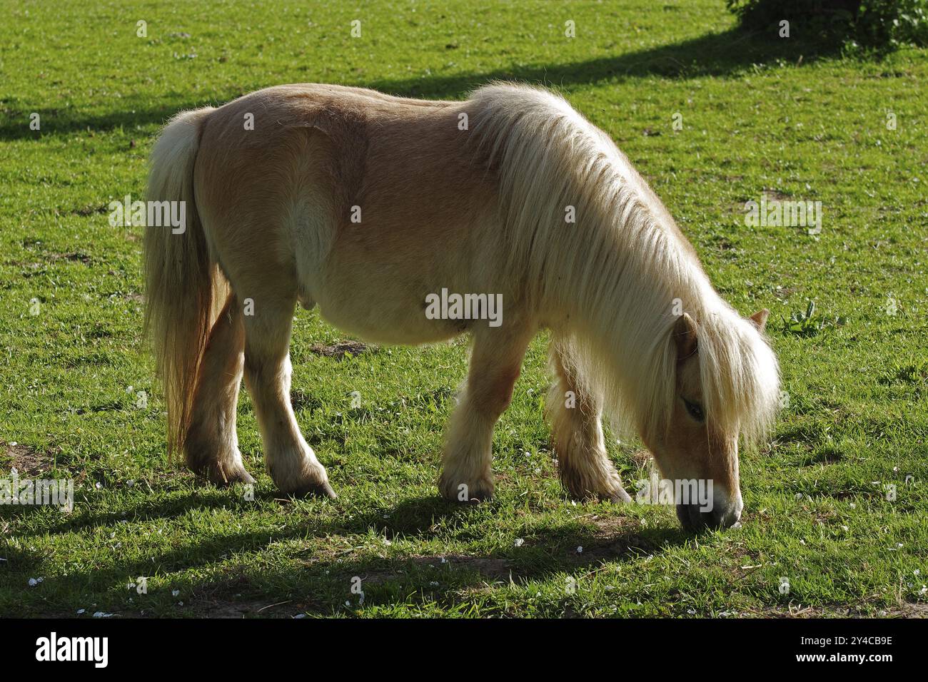 Shetland-Pony gegen das Licht Stockfoto