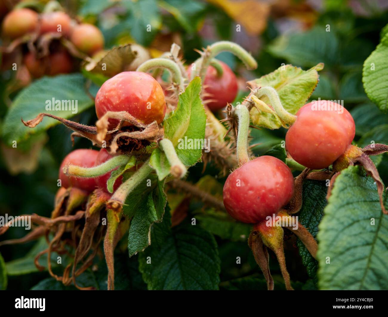 Rosa rugosa (Rugosa-Rose, Strandrose, Japanische Rose, Ramanas-Rose oder Letchberry) Stockfoto