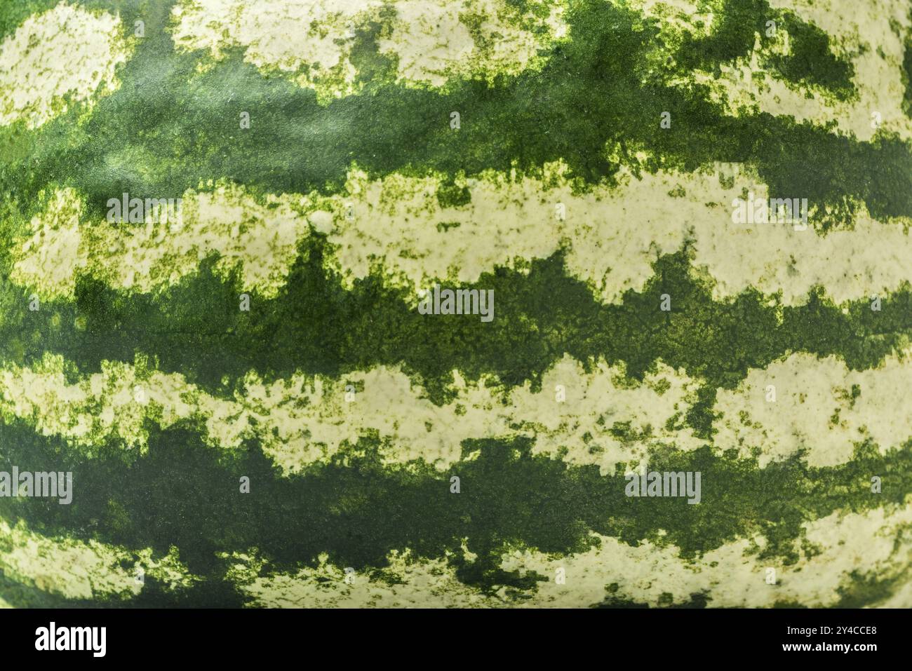 Grün und frisch gestreiften Wassermelone Haut Hintergrund Stockfoto