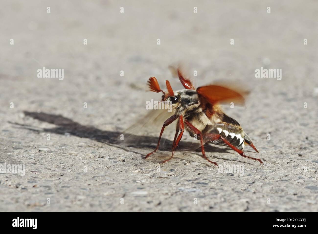 Maikäfer aus Stockfoto