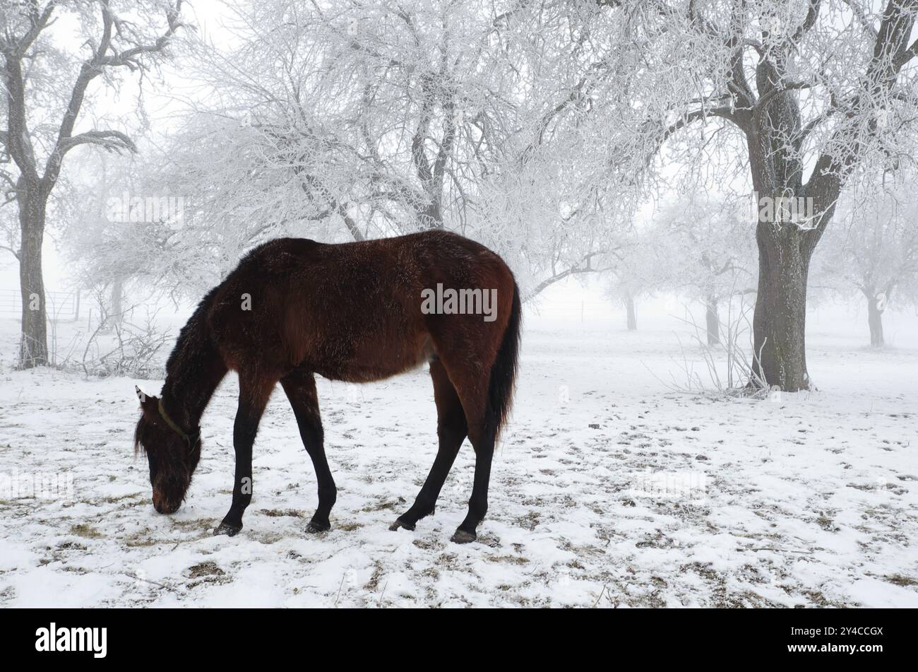 Pferde in einem frostigen Obstgarten Stockfoto