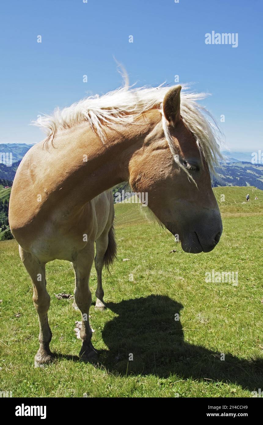 Haflinger Pferd auf dem Gelchenwanger Rücken, Nagelfluhkette, Allgaeu Stockfoto