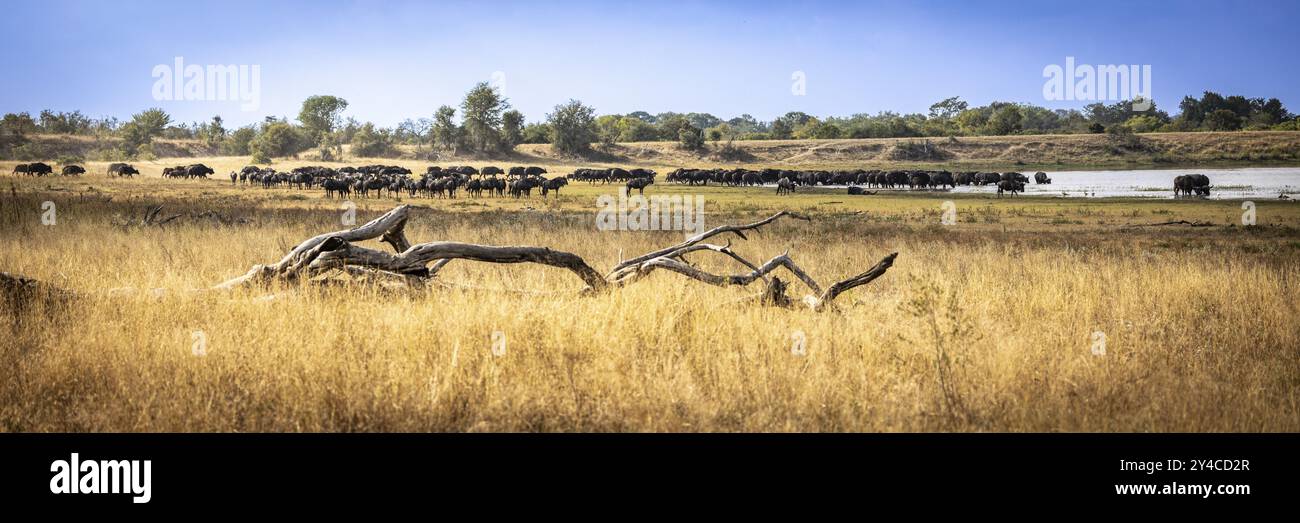 Wasserloch mit trinkender Büffelherde, Landschaft in der afrikanischen Savanne, Manyeleti Game Reserve, Südafrika, Afrika Stockfoto