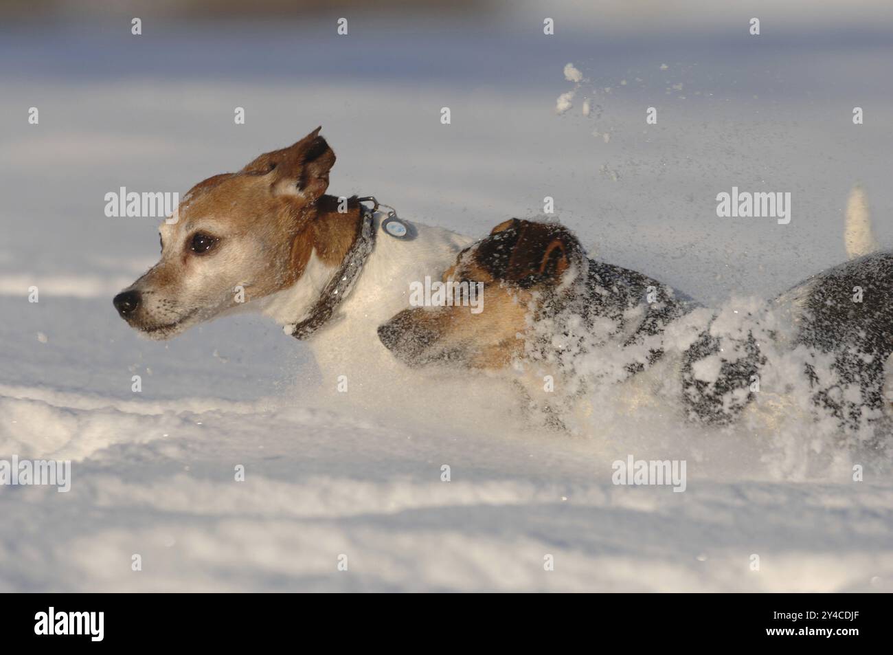 Zwei Jack Russell Terrier, männliche Hunde im tiefen Schnee Stockfoto