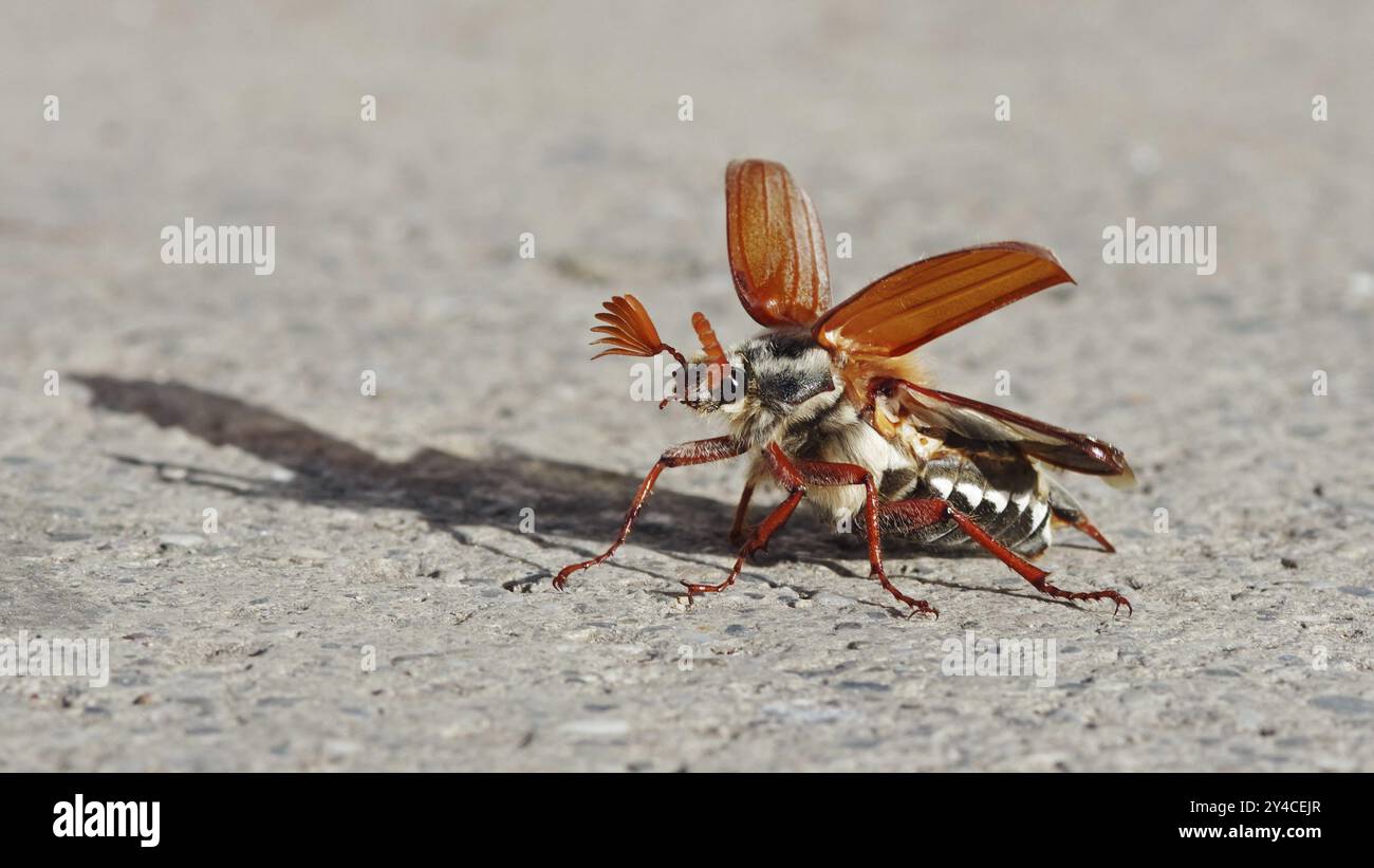 Cockchafer entfaltet seine Flügel vor dem Start Stockfoto