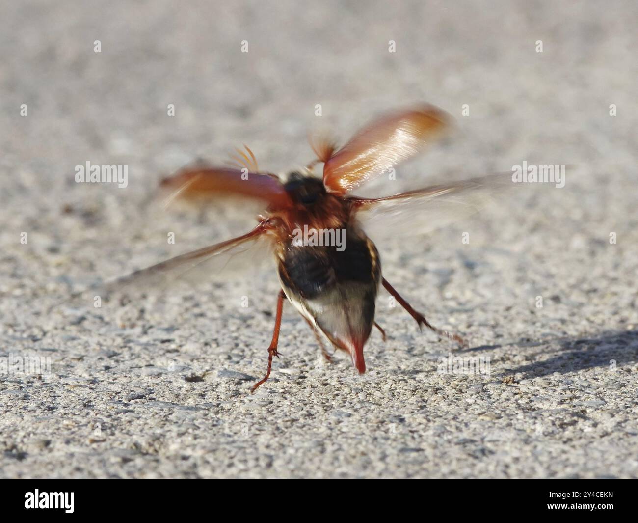 Maikäfer aus Stockfoto