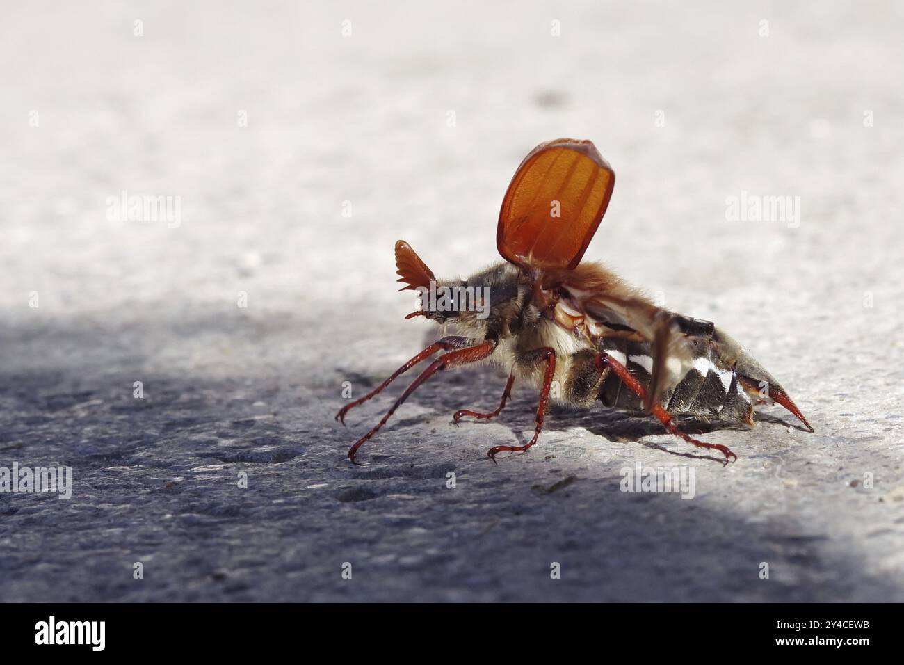 Cockchafer mit hochgeklappten Flügeln Stockfoto