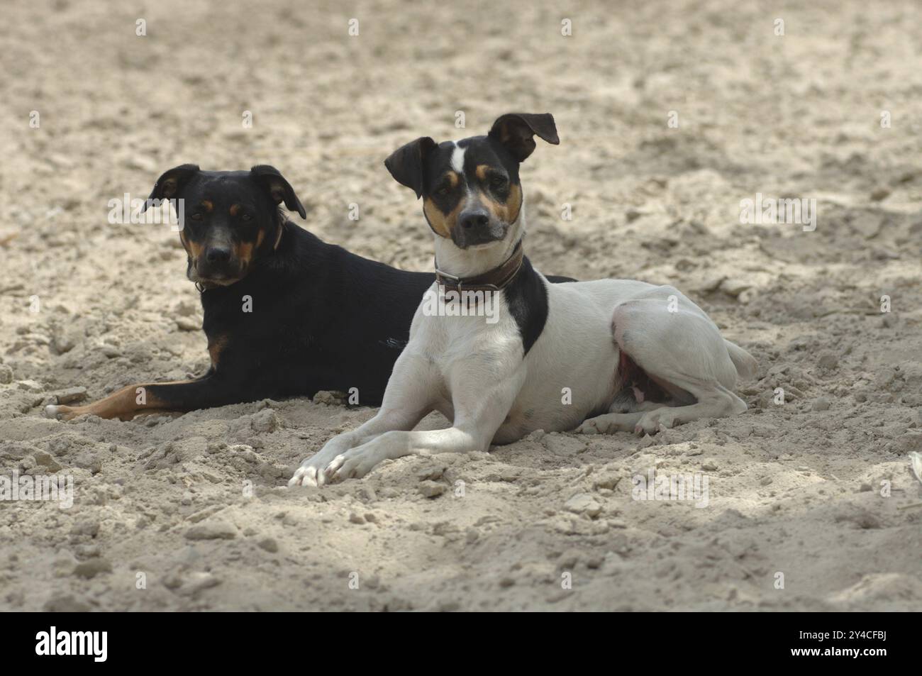 Zwei Bodengossen, liegen, männliche Hunde, spanische Straßenhunde Stockfoto