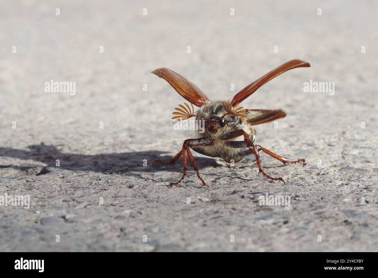 Cockchafer entfaltet seine Flügel vor dem Start Stockfoto