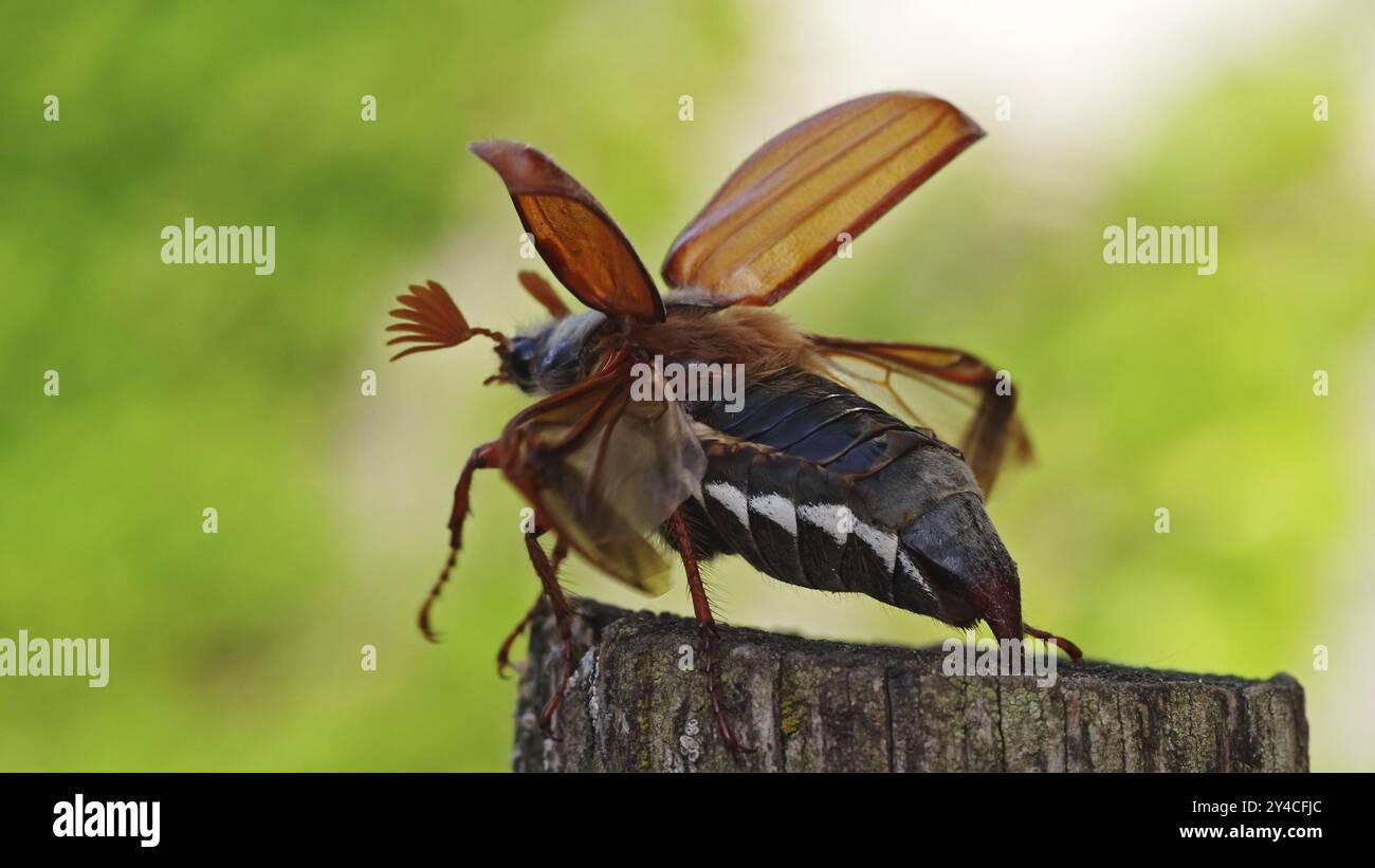 Cockchafer entfaltet seine Flügel vor dem Start Stockfoto