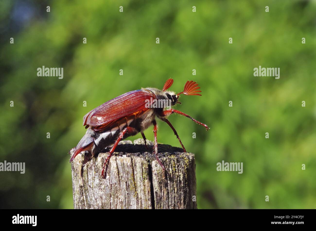 Cockchafer vor dem Start Stockfoto