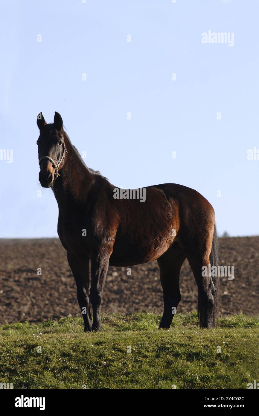 Tschechisches Warmblut, Stand-Shot Stockfoto