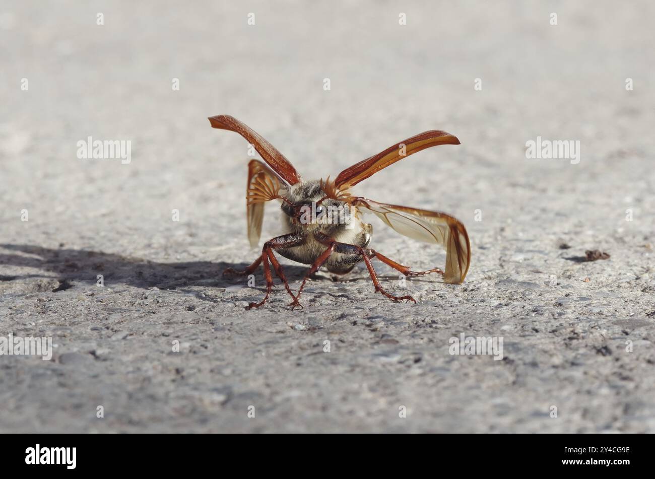 Cockchafer entfaltet seine Flügel vor dem Start Stockfoto