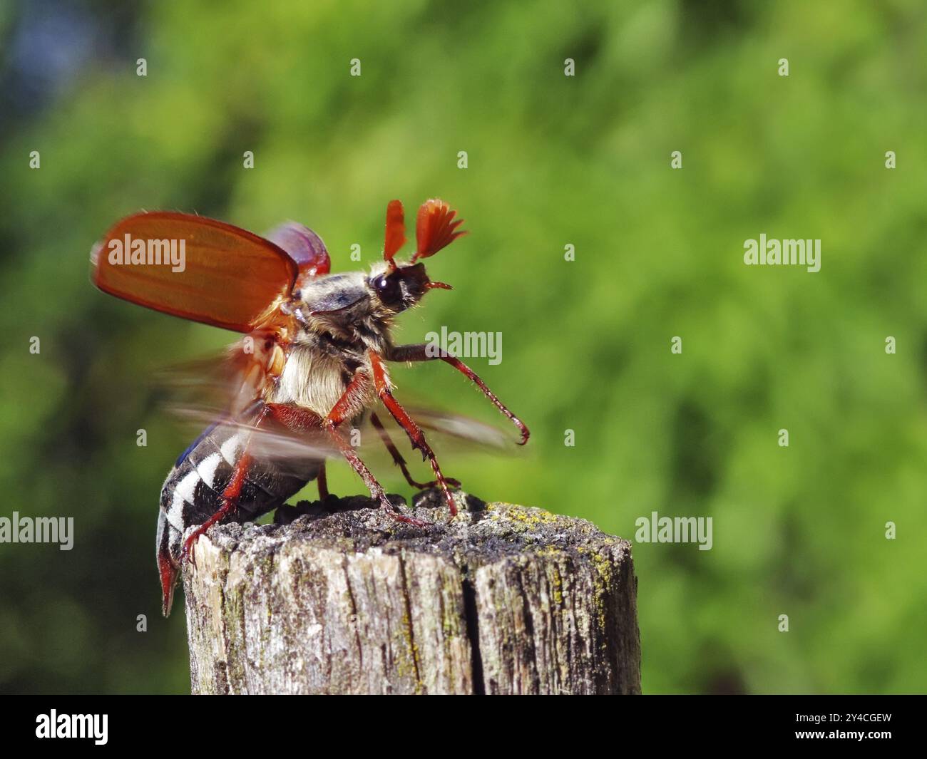 Maikäfer aus Stockfoto