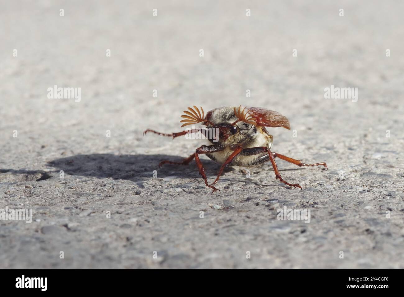 Cockchafer vor dem Start Stockfoto