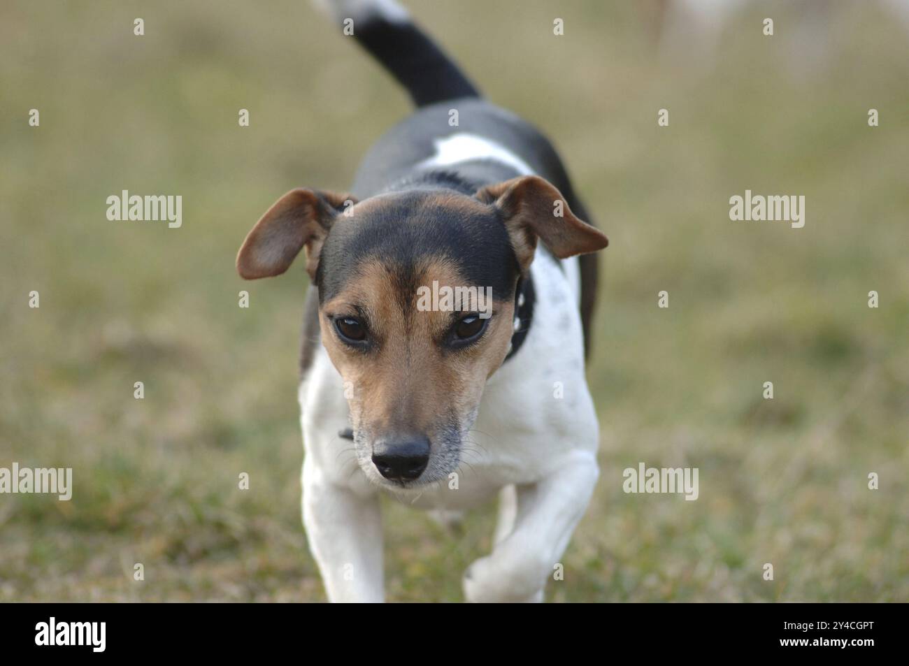 Jack Russell Terrier läuft Stockfoto