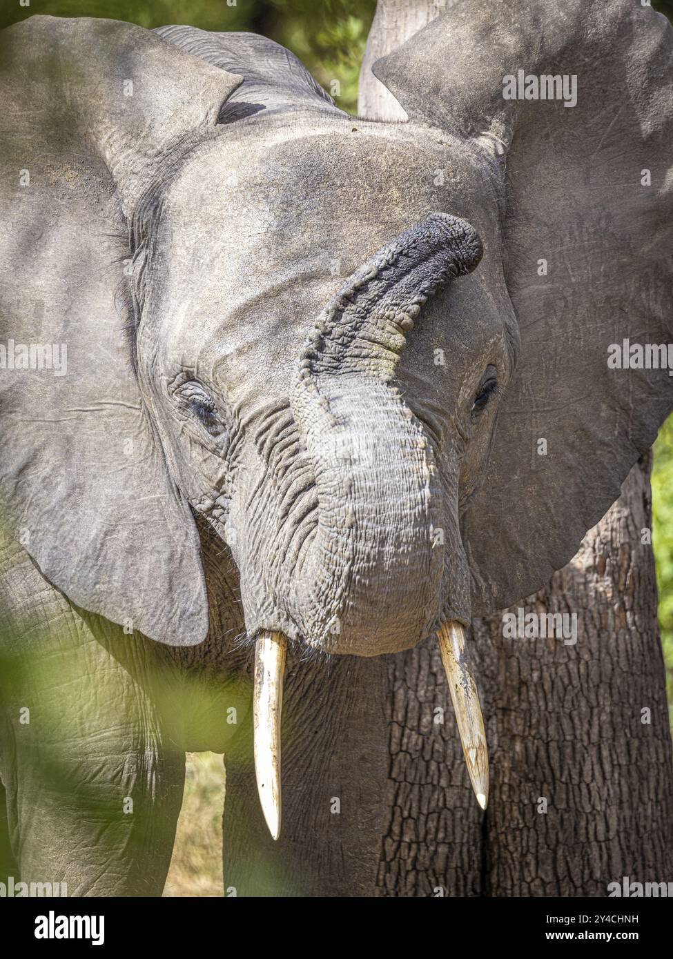 Junger afrikanischer Elefant (Loxodonta africana), Porträt, Manyeleti Game Reserve, Südafrika, Afrika Stockfoto