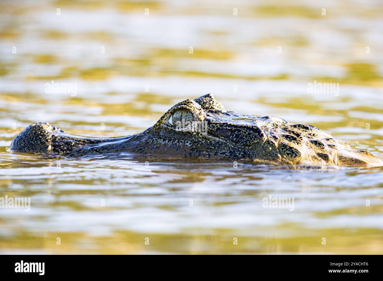 Brillenkaiman (Caiman crocodilius) Panatanal Brasilien Stockfoto