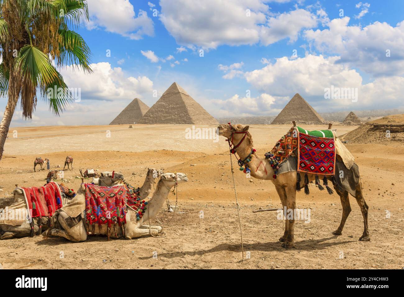 Kamele ruhen unter Palmen in der Wüste von Gizeh in der Nähe von Pyramiden, Ägypten, Afrika Stockfoto