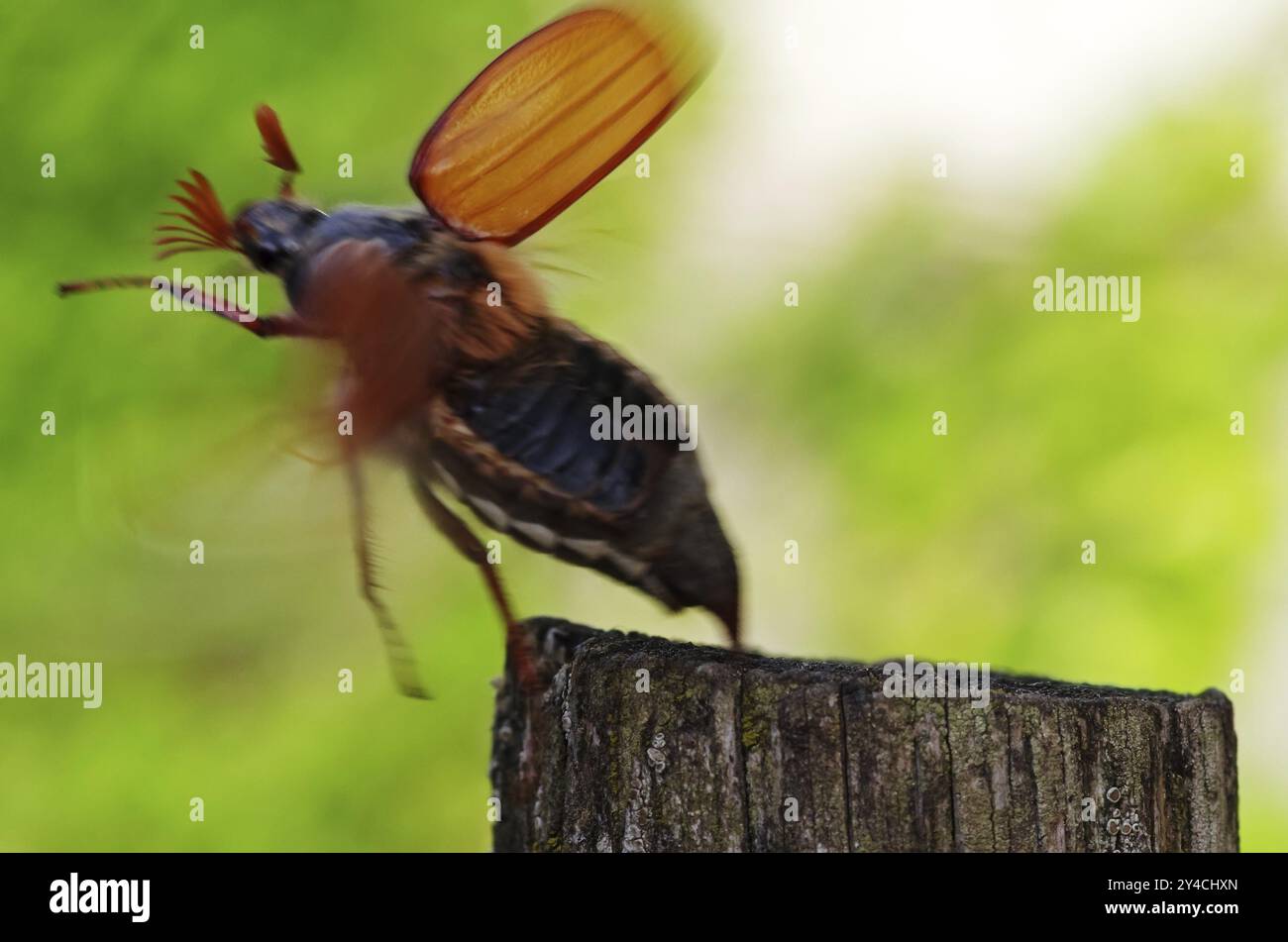 Maikäfer aus Stockfoto