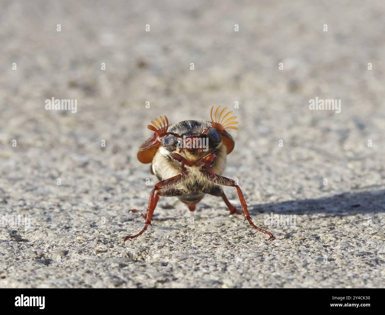 Tanzender Cockchafer vor dem Start Stockfoto