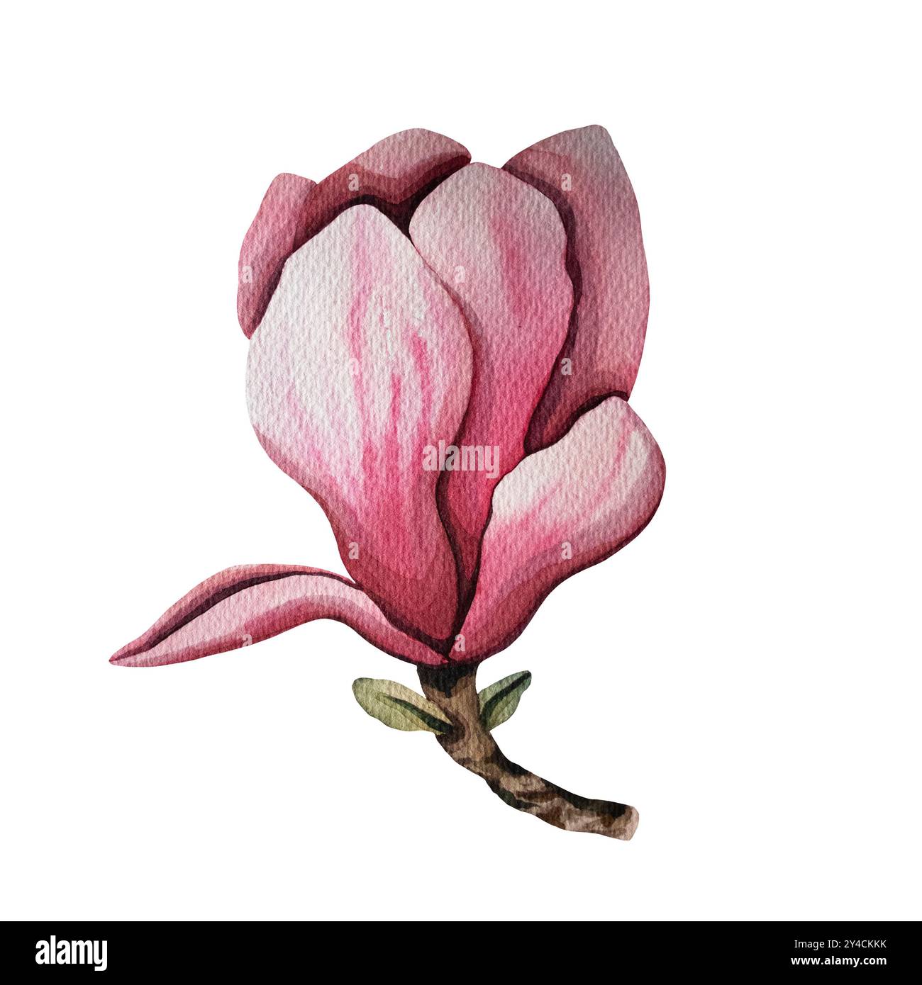 Handgezeichnete Magnolienblume, Aquarellillustration. Isoliertes Blumenelement. Rosafarbene Magnolienblüten verschiedener Formen. Abbildung für Ausdrucke Stockfoto
