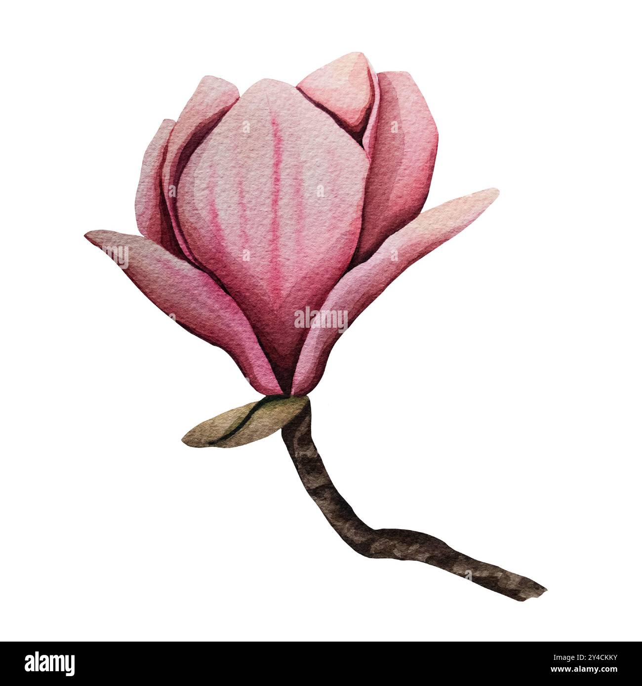 Handgezeichnete Magnolienblume, Aquarellillustration. Isoliertes Blumenelement. Rosafarbene Magnolienblüten verschiedener Formen. Abbildung für Ausdrucke Stockfoto