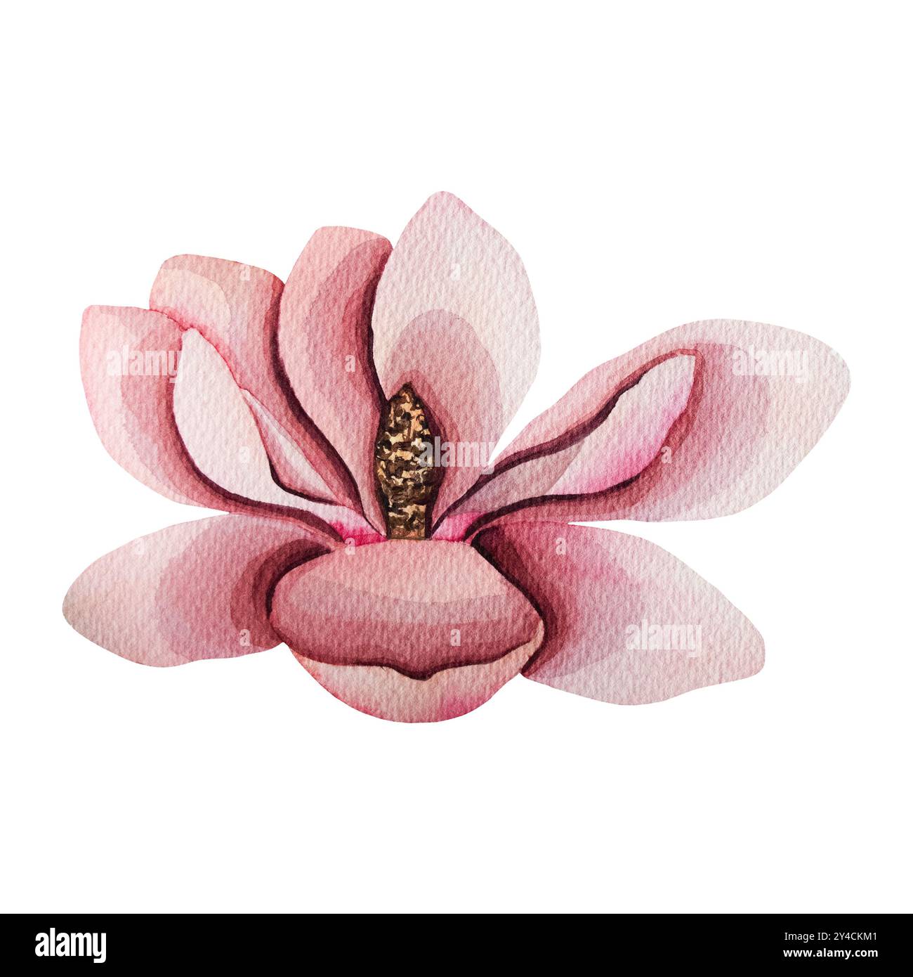 Handgezeichnete Magnolienblume, Aquarellillustration. Isoliertes Blumenelement. Rosafarbene Magnolienblüten verschiedener Formen. Abbildung für Ausdrucke Stockfoto
