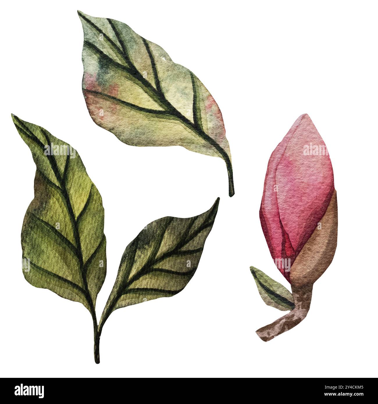 Handgezeichnete Magnolienblume, Aquarellillustration. Isoliertes Blumenelement. Rosafarbene Magnolienblüten verschiedener Formen. Abbildung für Ausdrucke Stockfoto