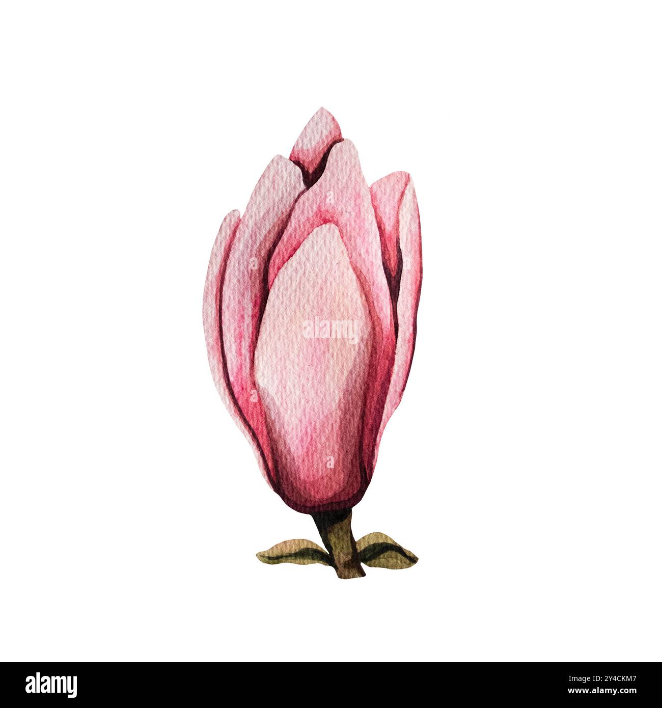 Handgezeichnete Magnolienblume, Aquarellillustration. Isoliertes Blumenelement. Rosafarbene Magnolienblüten verschiedener Formen. Abbildung für Ausdrucke Stockfoto