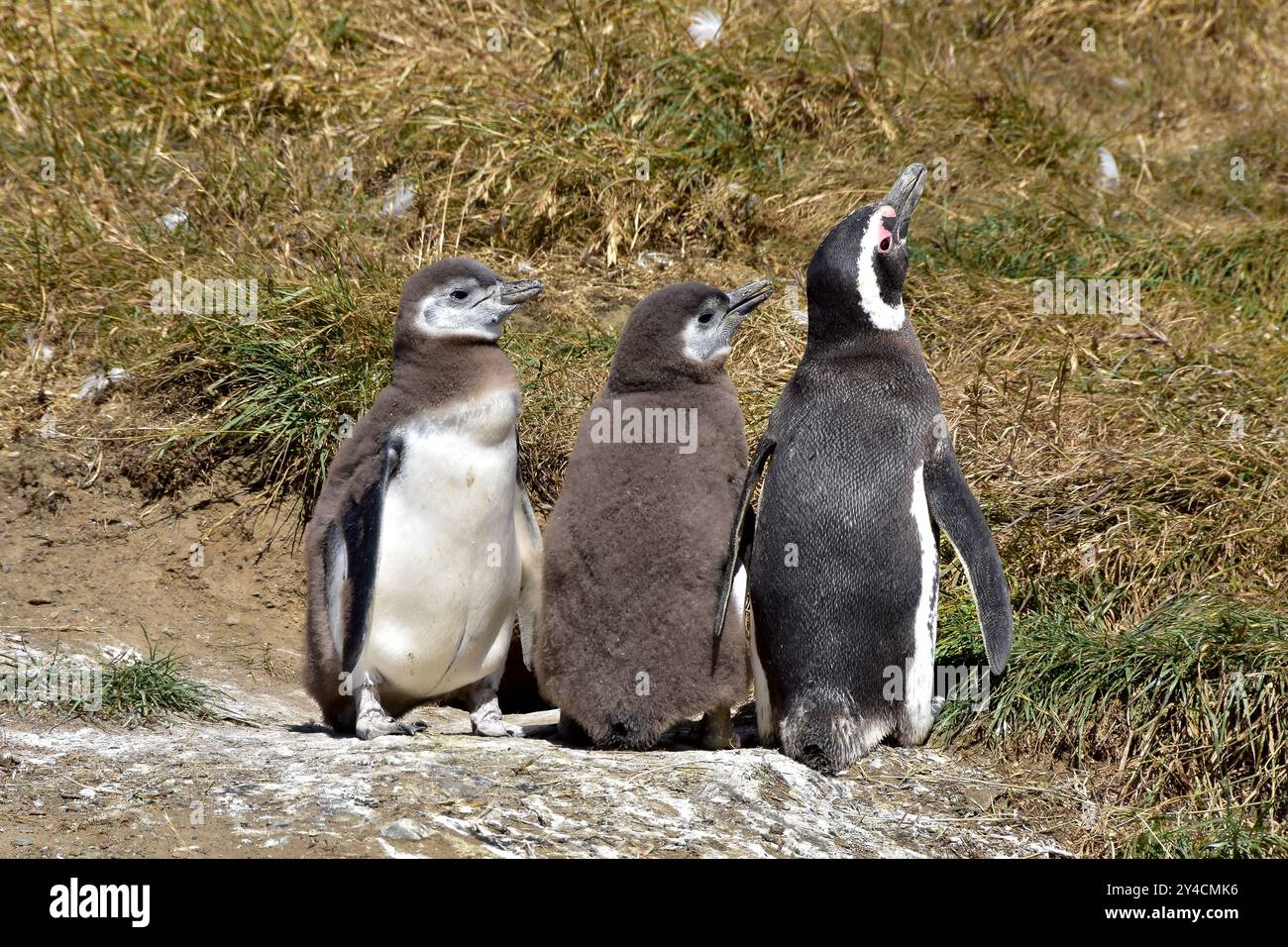 Familie der Magellan-Pinguine auf der Insel Magdalena, Chile. Stockfoto