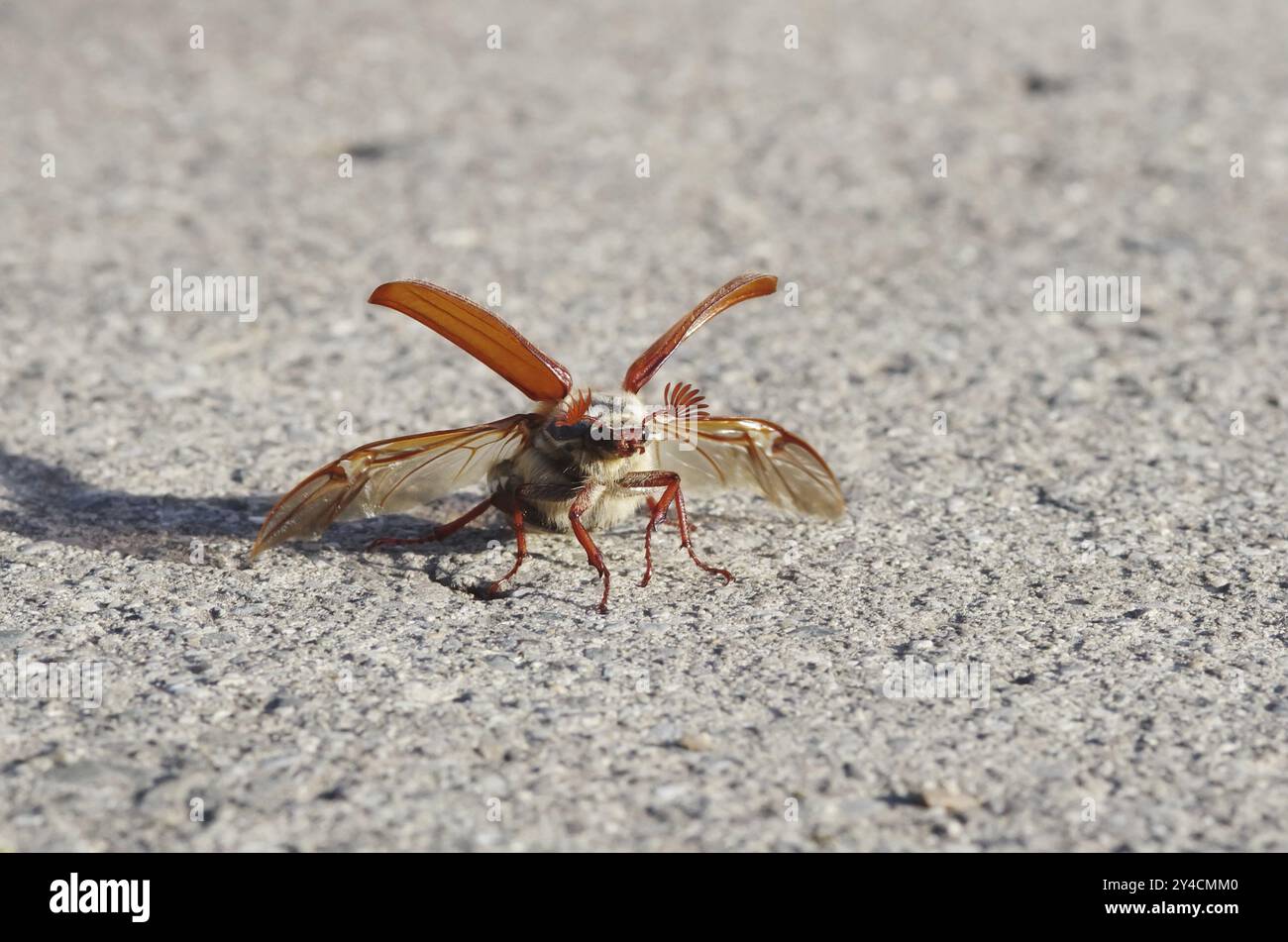 Cockchafer vor dem Start mit hochgeklappten Abdeckungen und ausgeklappten Flügeln Stockfoto