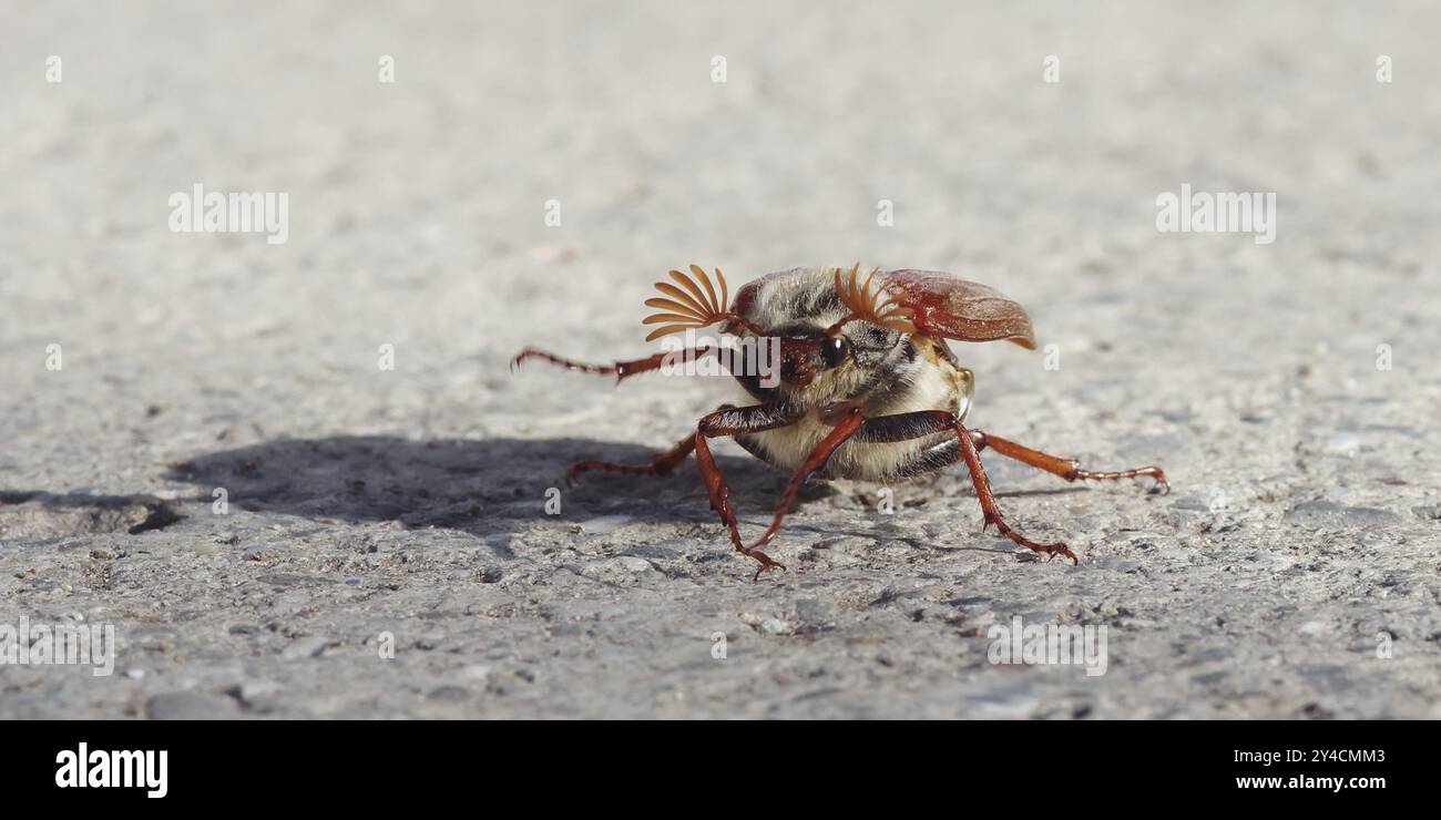 Cockchafer vor dem Start Stockfoto