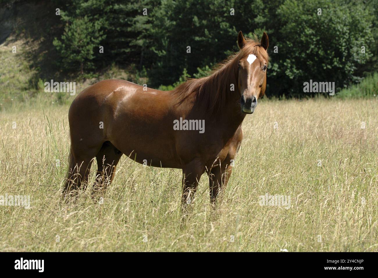 Painthorse einfarbig, Quarterhorse, Westernpferd Stockfoto